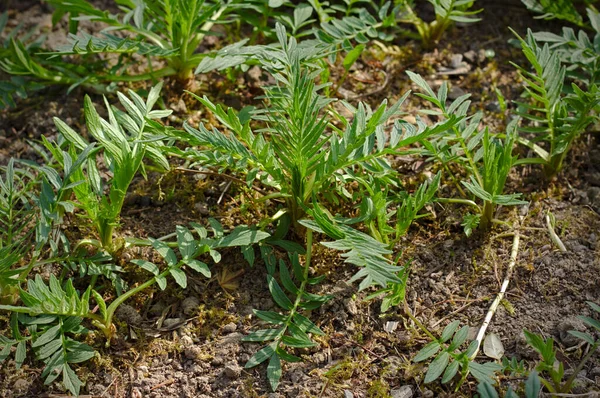 Valeriana Officinalis Młode Liście Waleriany — Zdjęcie stockowe