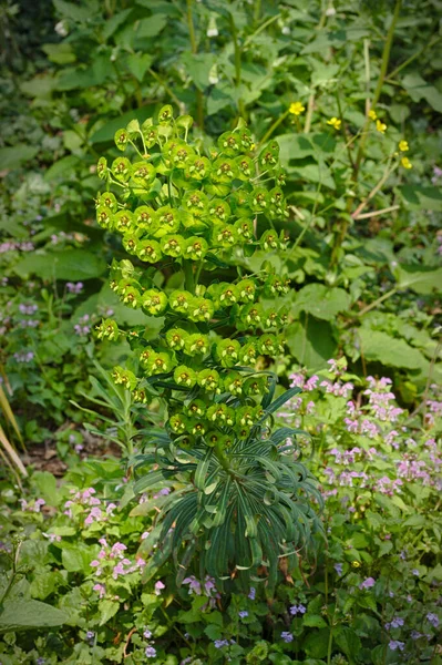 Euforbia Characias Espurga Mediterrânica — Fotografia de Stock