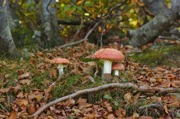 Fly Agaric Amanita Muscaria Mantarı — Stok fotoğraf