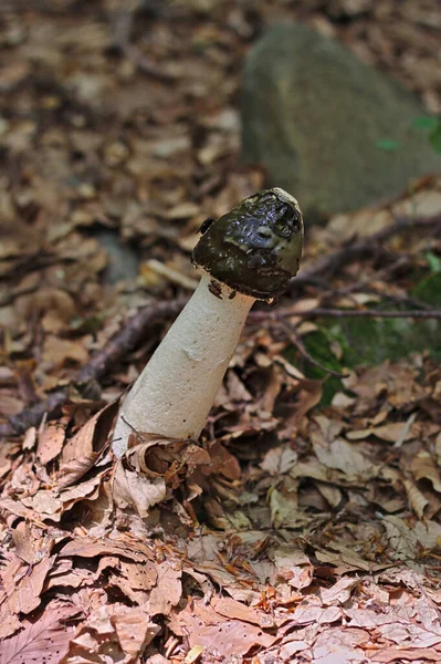 Phallus Impudicus Fungo Comune Puzzolente — Foto Stock