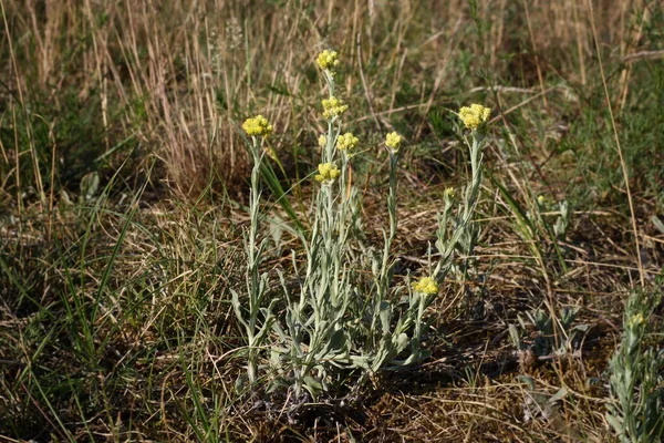 Helichrysum Italicum Caril Vegetal — Fotografia de Stock