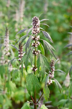 Leonurus Cardiaca, Motherwort, tıbbi tesis 