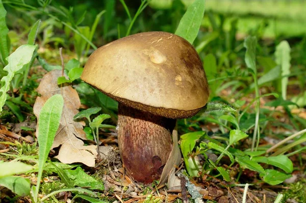 Boletus Luridus Mantarı Pişince Yenilebilir — Stok fotoğraf