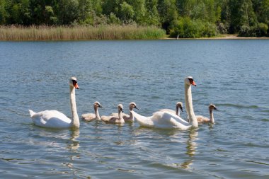 Kuğu ailesi, iki yetişkin ve bebek.