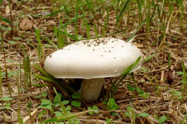 Saha Mantarı - Agaricus campestris