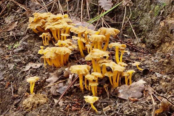 Huni Chanterelle Craterellus Tubaeforis Kolonisi — Stok fotoğraf