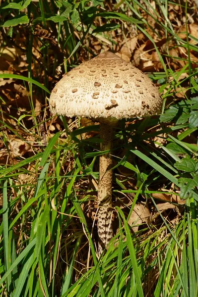 Şemsiye Mantarı Macrolepiota Procera — Stok fotoğraf