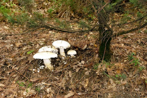 Amanita Ovoidea Sakallı Amanita — Stok fotoğraf