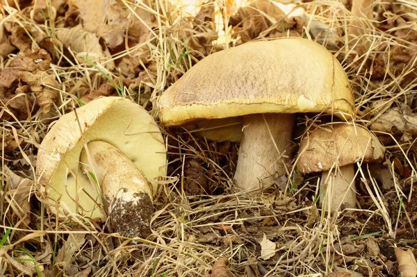 Porcino Cep Boletus Edulis — Stok fotoğraf