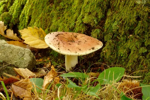 Russula Olivacea Spiselig Svamp - Stock-foto