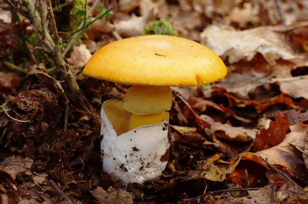 Amanita Caesarea Sezar Mantarı Güzel Yenilebilir Mantar — Stok fotoğraf