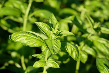 Fesleğen. Ocimum bazilika