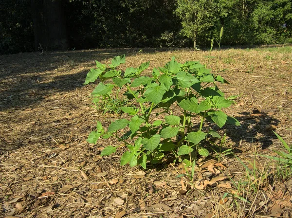 Solanum Nigrum Europäischer Schwarzer Nachtschatten Schwarzer Nachtschatten — Stockfoto