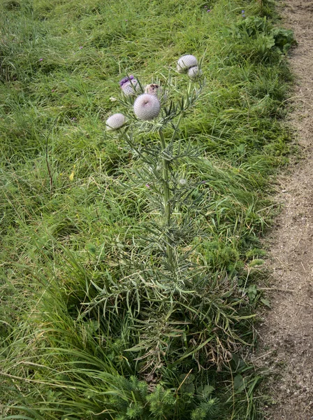 Cirsium Eriophorum Wolldistel Den Alpen Blütennahaufnahme — Stockfoto