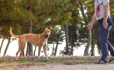 Parkta oynayan çoban köpeği turuncu renkli melez bir köpek. Sahibi onu okşamak için elini uzatıyor. Dili dışarıda kameraya şen şakrak bakıyor. Dışarıda olmak heyecan verici.