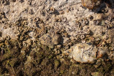 Deniz kıyısındaki kayaların üst görüntüsü. Bir sürü farklı kabuk ve fosil, yeşil deniz otları, küçük solucanlar ve yaratıklar.