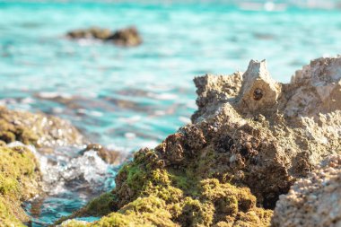 Adriyatik Denizi 'ndeki keskin kıyı kayaları yosun ve deniz otuyla kaplanmış. Küçük kabuklar ve kayaya bağlı yaratıklar.