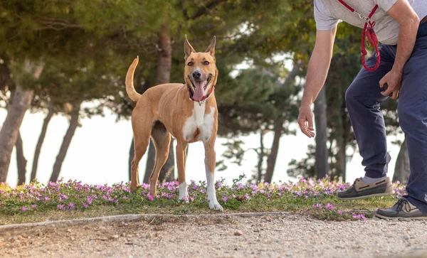 公園で遊んで着色された羊飼いの犬のオレンジの混合品種 男の所有者は彼をペットに手を伸ばす 舌を出してカメラを楽しそうに見ている 外に出るのは興奮してる — ストック写真