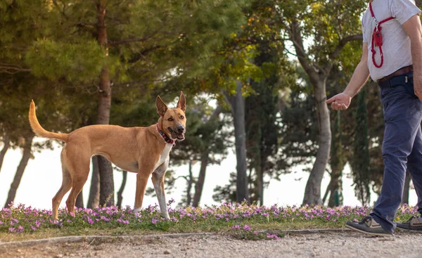 Blandad Ras Shepard Hund Orange Färgade Spela Parken Man Ägare — Stockfoto