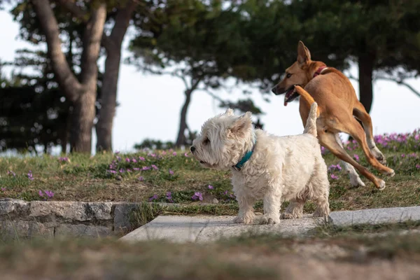 Zwei Hunde Ein Weißer Kleiner Malteser Und Ein Größerer Brauner — Stockfoto