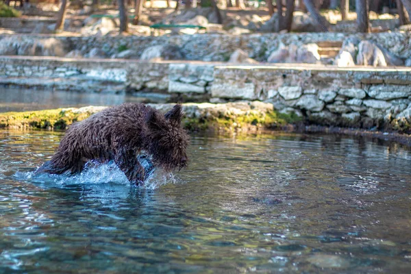暖かい日に浅い水の中を走る毛の茶色の犬 — ストック写真