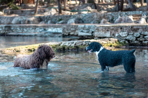 Två Hundar Har Stand Vatten Tittar Varandra Förutse Nästa Drag — Stockfoto