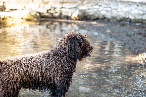 遠くを見て 浅い水の中で休んで立っている毛犬 夏の暑さで遊ぶのに疲れた — ストック写真