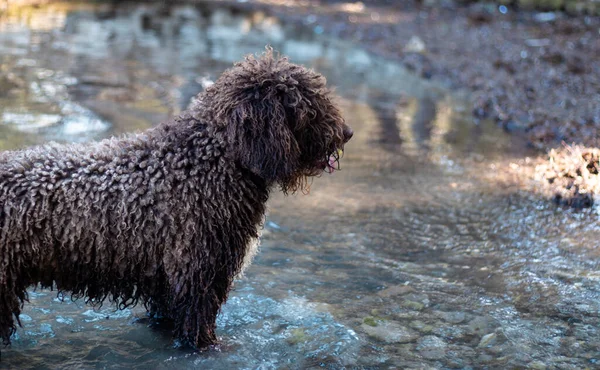 Lockigt Hår Hund Stående Grunt Vatten Vilar Tittar Fjärran Trött — Stockfoto