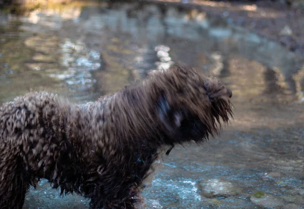 Hund Snurrar Sin Kropp Vatten Försöker Bli Torr Suddig Rörelse — Stockfoto