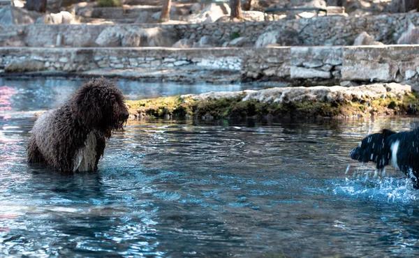 Due Cani Acqua Che Giocano Uno Scuotendo Testa Mentre Altro — Foto Stock