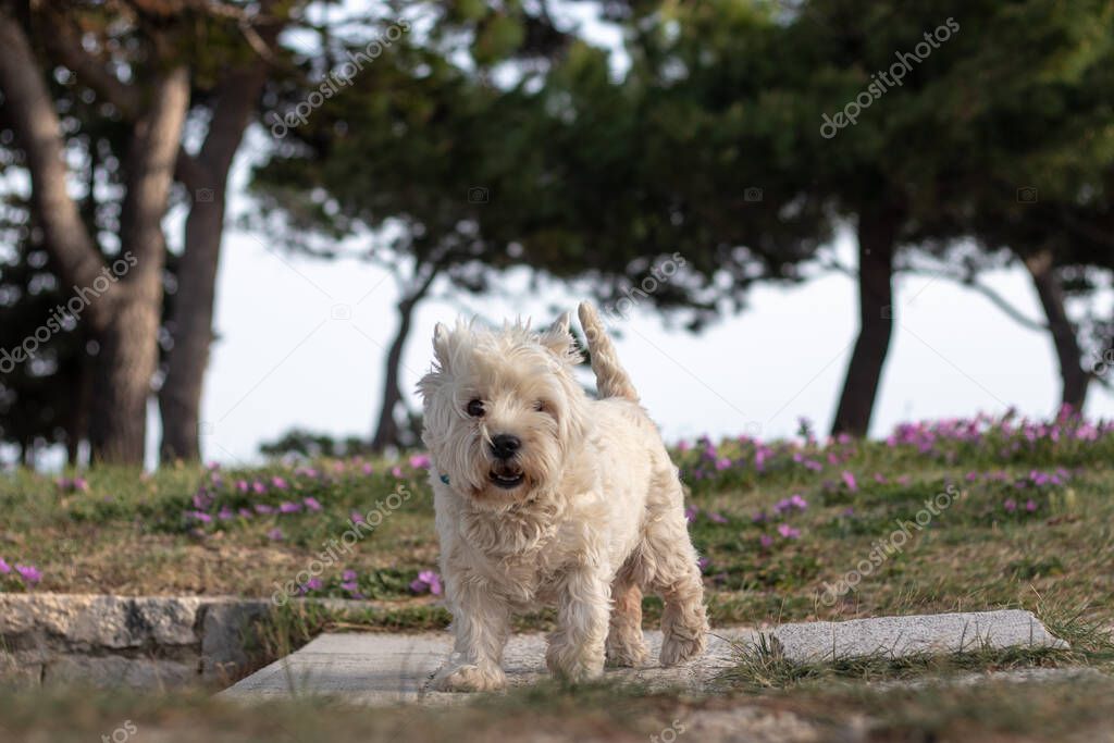 White funny maltese breed of dog standing on a path in a park, playing and looking at the camera happily. Funny dog on a windy day, overgrown with hair