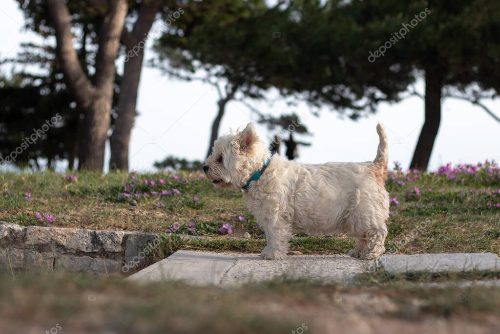 Small white maltese breed dog standing on a path looking curiously into the distance. Looking strong and happy seen from the side in a park