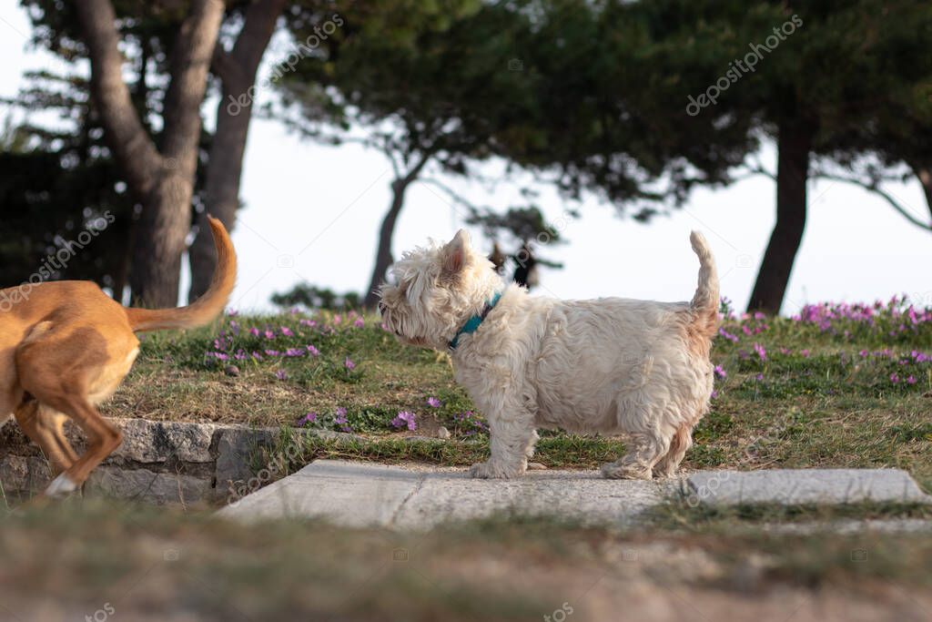 Small white maltese breed dog standing on a path looking curiously into the distance. Looking strong and happy seen from the side in a park while a dog runs in front of him