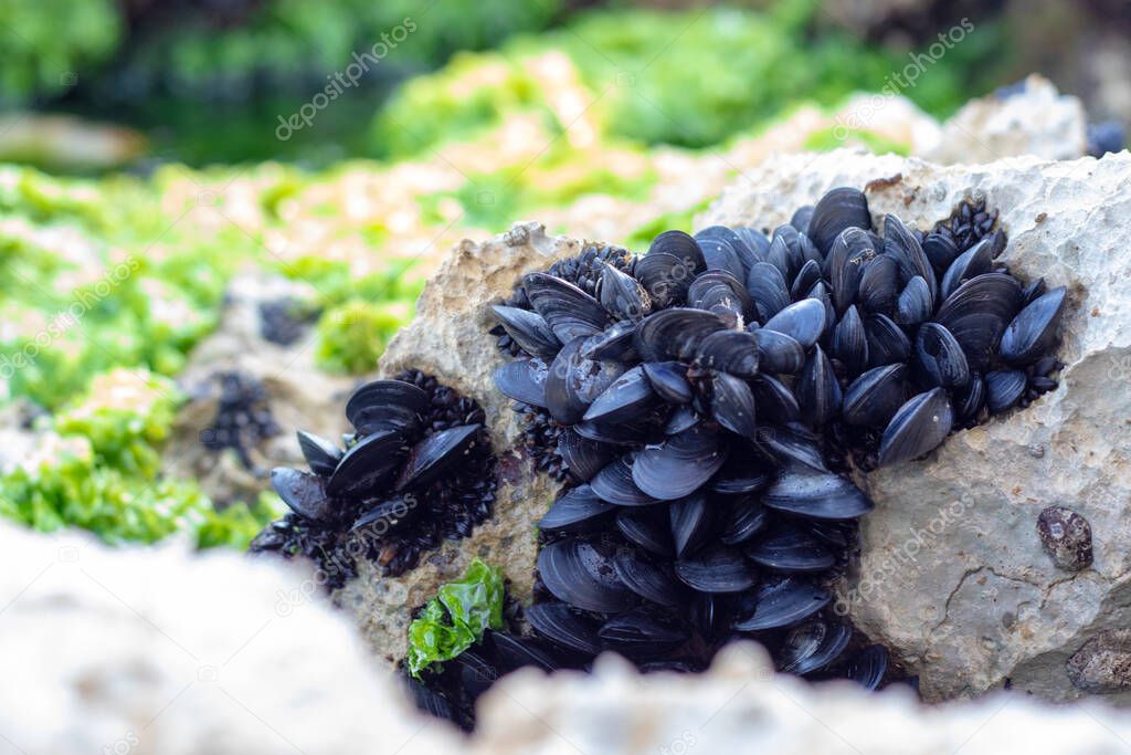 Many tiny black mussel shells in a group on a rock near the sea. Bright green sea weeds and grass in the background. Often found in shallow waters