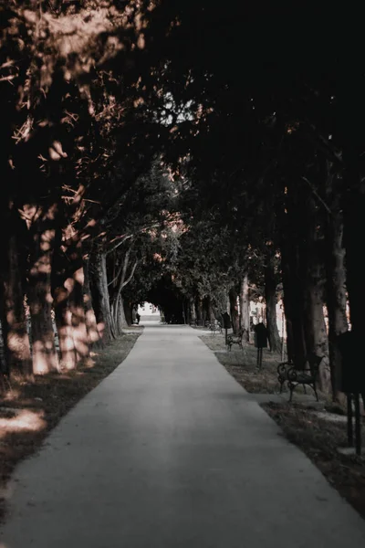Caminho Cimento Escuro Mal Humorado Que Atravessa Uma Floresta Escura — Fotografia de Stock