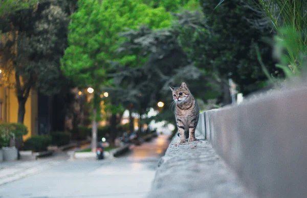Komik pofuduk kedi duvarda yürüyordu. Şaşırtıcı bir şekilde uzaklara bakıyordu. Gün doğumunun geç saatlerinde karanlık bir atmosfer vardı.