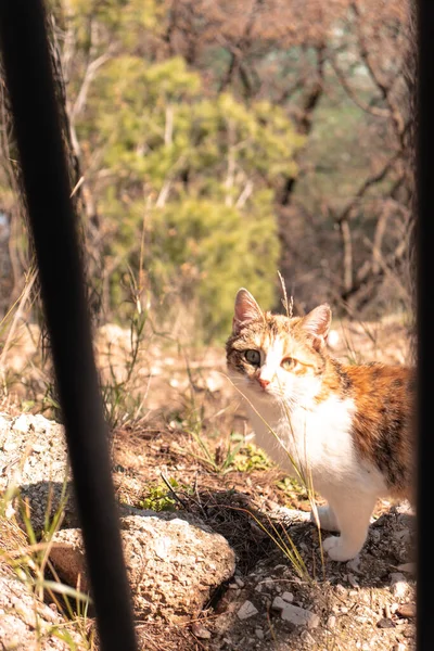 Malá Vyděšená Kočička Řeky Krky Chorvatsku Riverside Plný Toulavých Koček — Stock fotografie