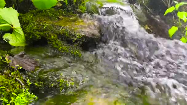 Ingen Rörelse Skjuts Realtid Liten Vattenbäck Den Kroatiska Nationalparken Plitvicesjöarna — Stockvideo