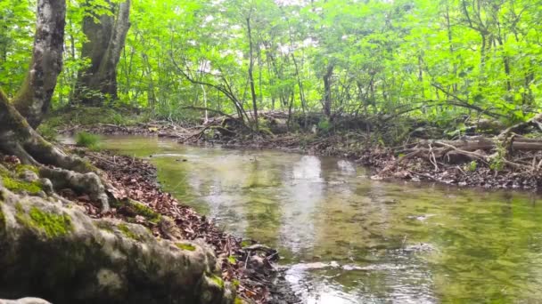 Liten Vacker Sötvattenbäck Som Rinner Genom Den Kroatiska Nationalparken Plitvicesjöarna — Stockvideo