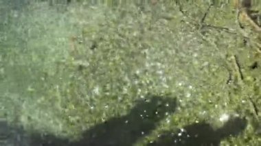 Şans getirmesi için Plitvice Gölü 'nün Hırvat doğal parkının birçok gölünden birine bir sürü bozuk para düştü. Korona virüsü salgını sona erdikten sonra parkın açılışında madeni para atan insanlar