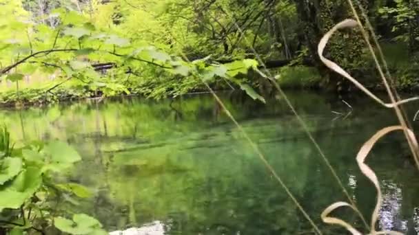 Powolny Ruch Panning Małego Spokojnego Zielonego Jeziora Plitvice Jezior Parku — Wideo stockowe