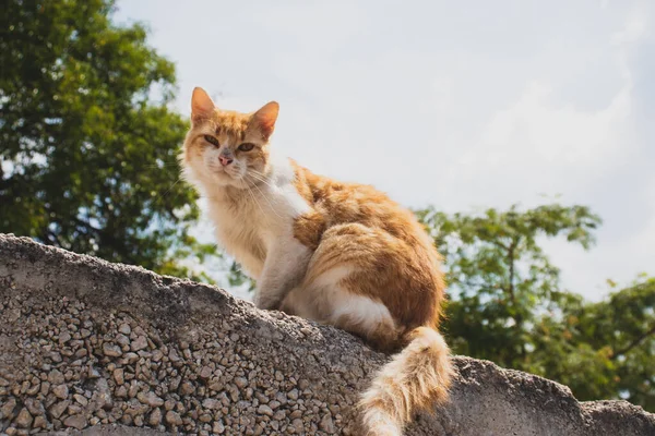 白色和橙色的猫 长毛站在墙上 看起来好奇而害怕 街头流浪猫 头上有抓痕 — 图库照片