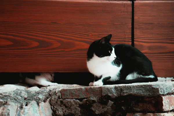 Small Kitten Trying Reach His Mother Cat Door Family Stray — Stock Photo, Image