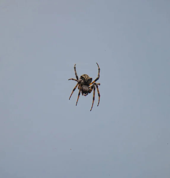 Assustador Olhar Grande Aranha Uma Teia Aranha Uma Floresta Croata — Fotografia de Stock