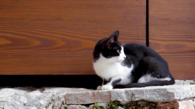 Kapının altında oynayan iki kedi yavrusu küçük pençeleriyle ona ulaşmaya çalışırken siyah ve beyaz anne kedi etrafa dikkatlice bakıyor.