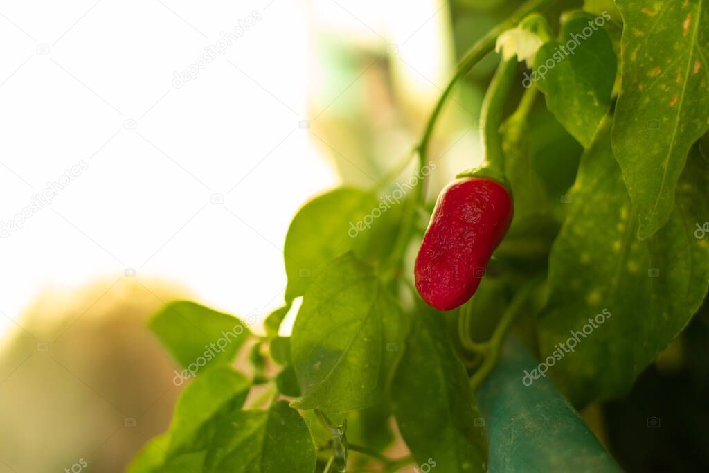 Closeup of a small red very hot chilli pepper being grown at home, tiny vegetable surrounded by green fresh leaves