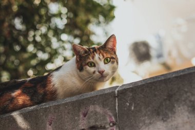 Sokak duvarında duran kahverengi ve sarı aksanlı beyaz kedi, doğrudan yeşil gözlerle kameraya bakıyor ve korkmuş bir bakış atıyor.