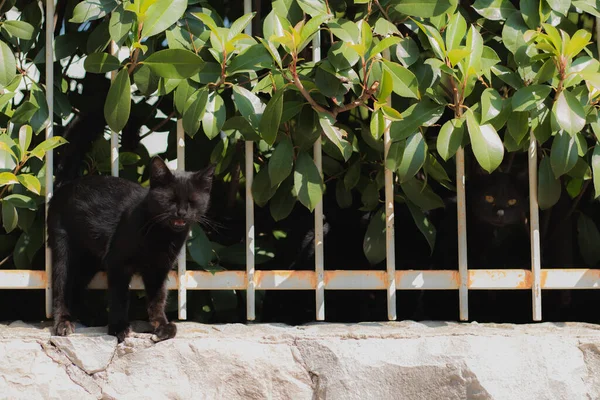 Pequeño Gatito Negro Pie Valla Con Los Ojos Cerrados Maullando —  Fotos de Stock