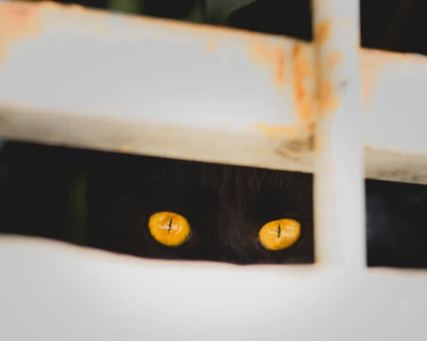 Pequeno Gato Preto Espreitando Através Uma Lacuna Cerca Apenas Seus — Fotografia de Stock