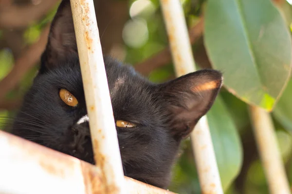 Huvudet Liten Svart Katt Som Ligger Och Sover Staketet Tittar — Stockfoto